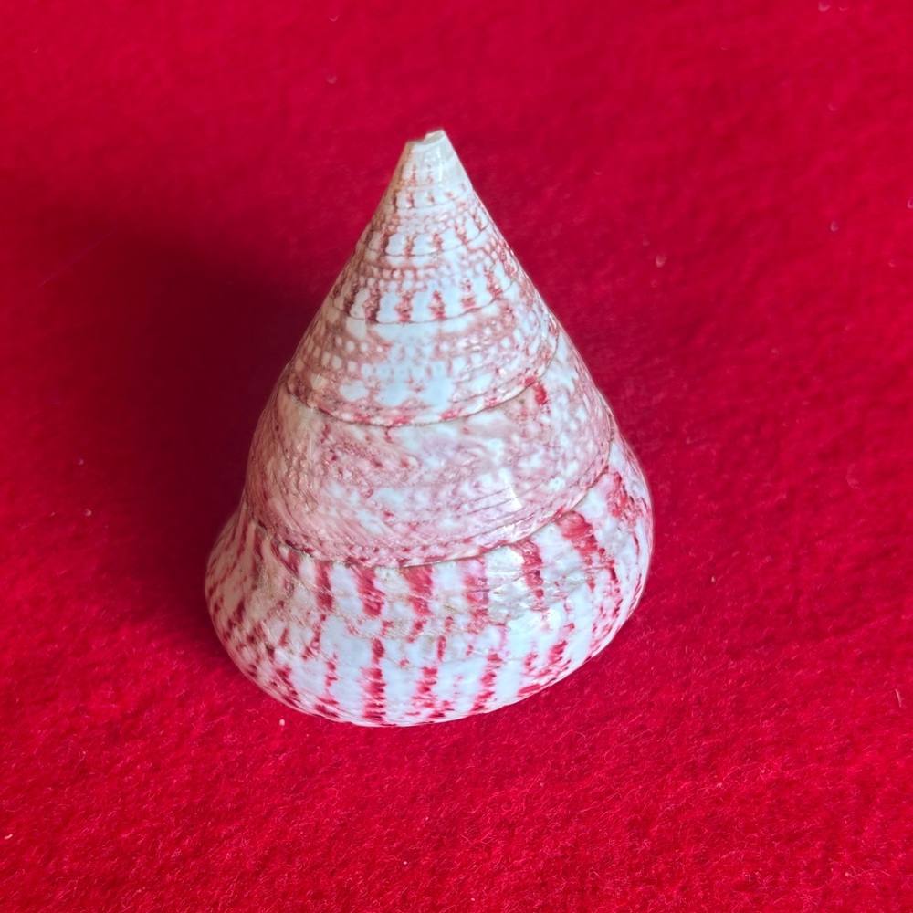 Strawberry Trochus Seashell Decor